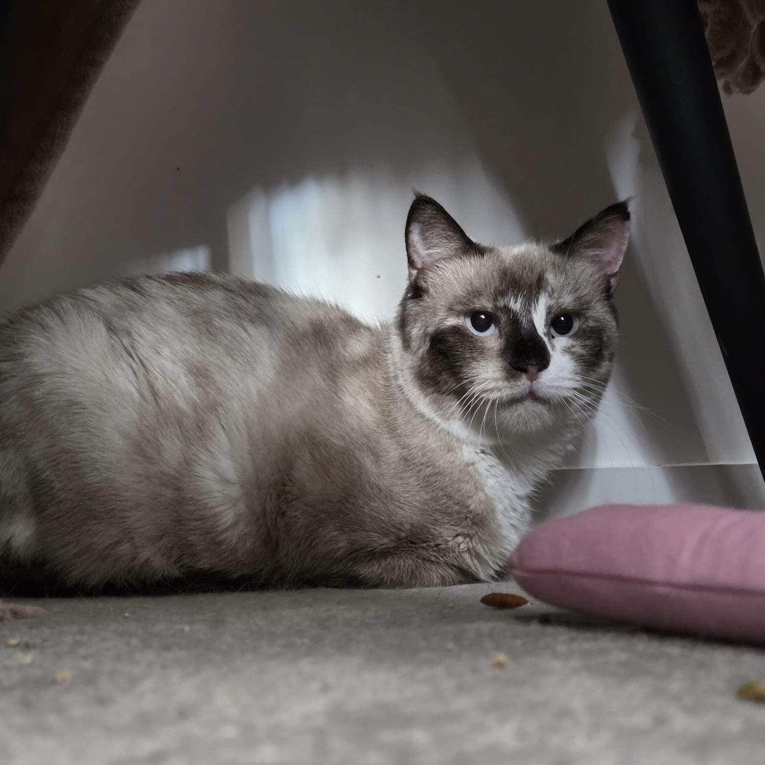 Bambi, a cat cared for by Cat Set Go in Ladbroke Grove