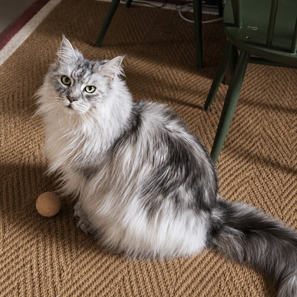 Frankie, a cat cared for by Cat Set Go in Chiswick
