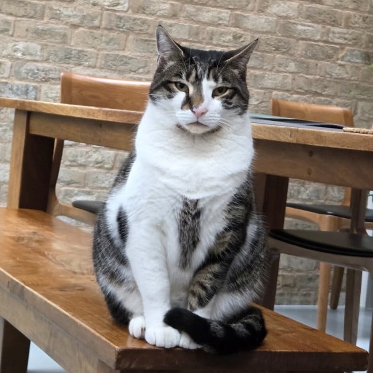 Jack Jack, a tabby and white cat cared for by Cat Set Go in West London