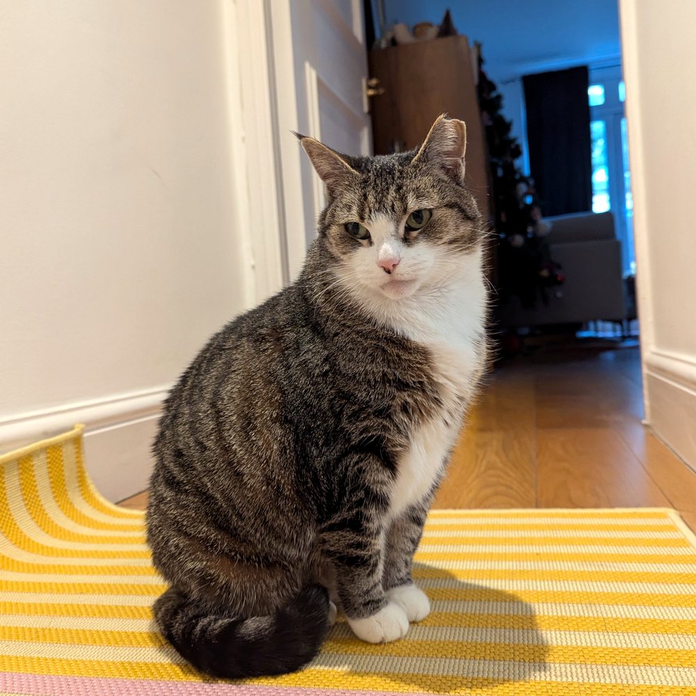 Lil, a cat cared for by Cat Set Go in West London