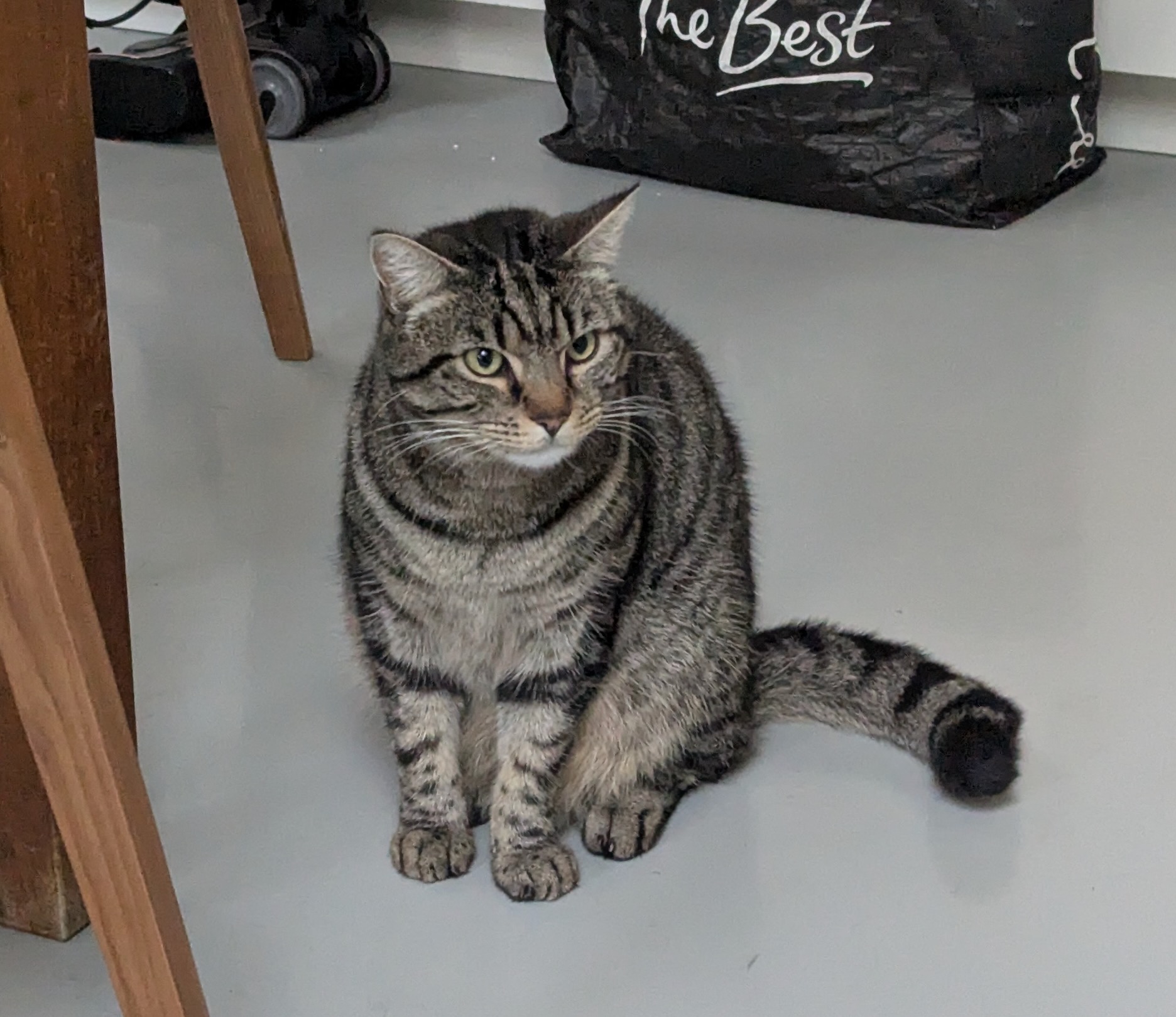 Puma, a tabby cat cared for by Cat Set Go in West London