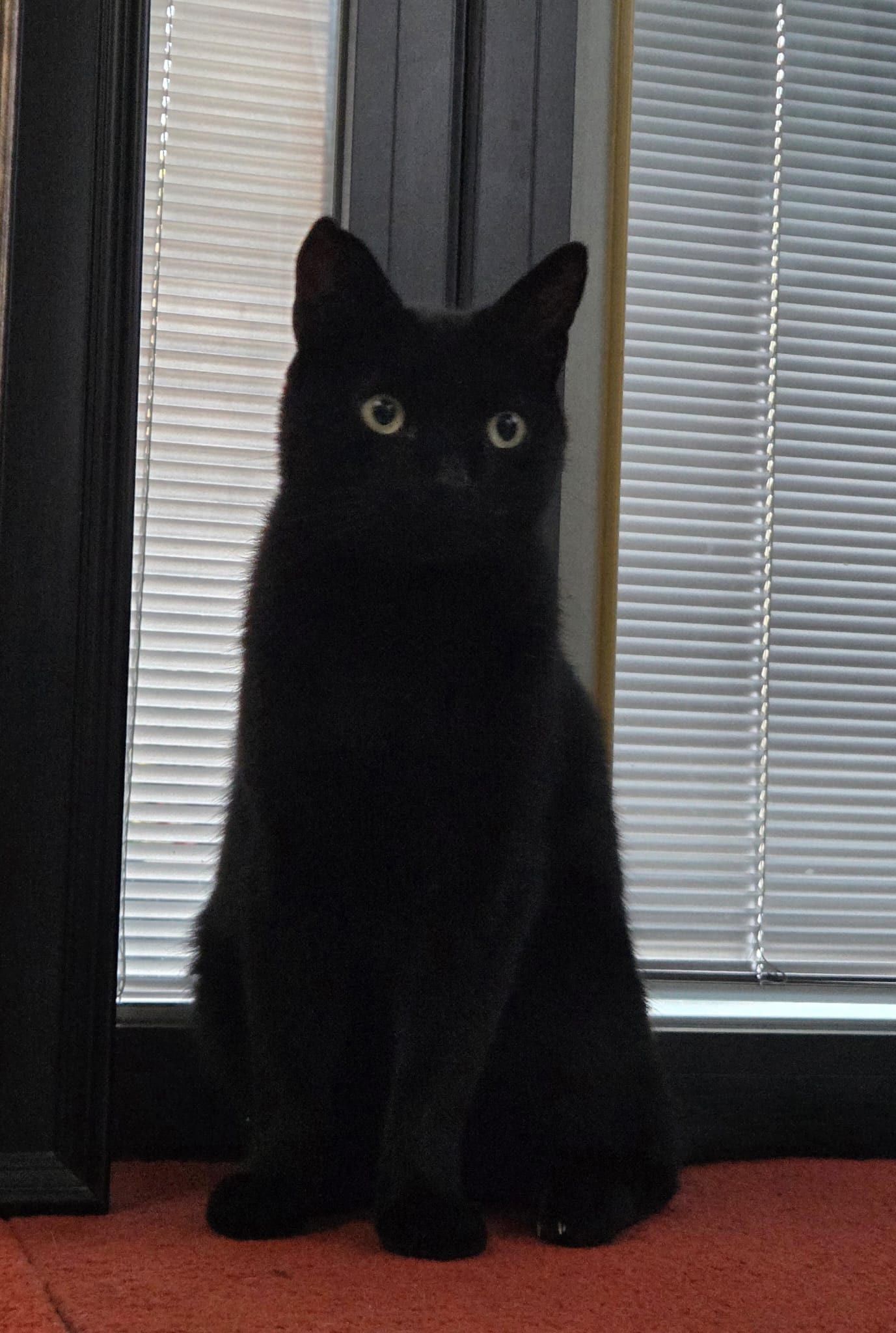 Rex, a black cat cared for by Cat Set Go in West London