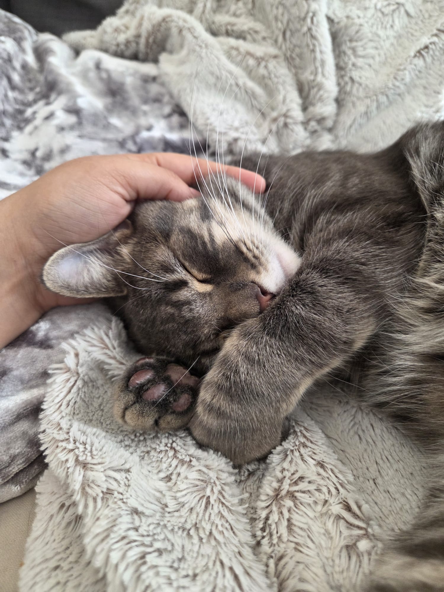 Stormy, a cat cared for by Cat Set Go in West London